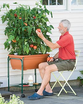Tomato Trolley Planter