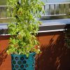 Gardener's Revolution Tomato Planter